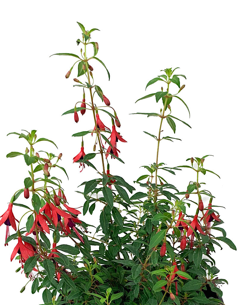 Fuchsia 'Little Giant' 1 Gallon