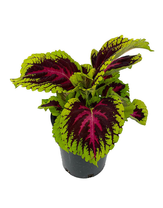 Coleus 'Kong Rose' 1 Gallon