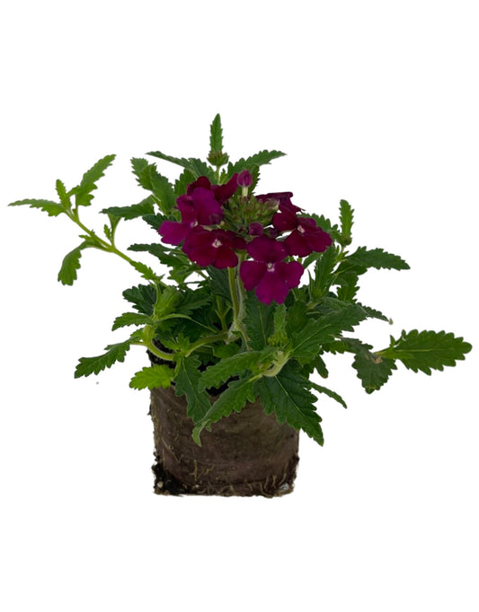 Verbena 'Empress Flair Burgundy' 4 Inch