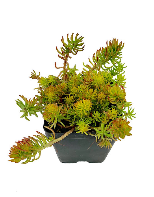 Sedum reflexum 'Yellow Cushion'  4 inch