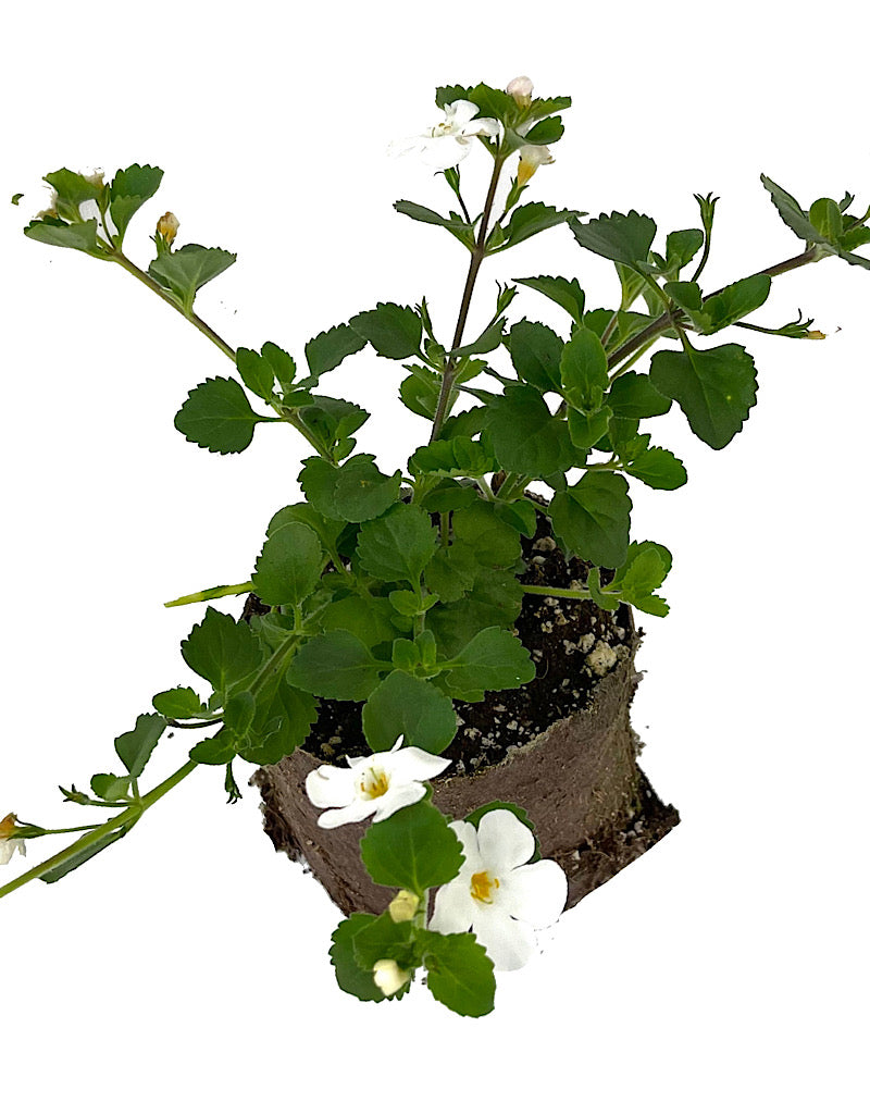 Bacopa  €˜MegaCopa White  4 Inch