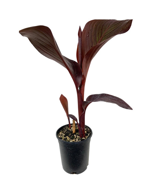 Canna 'Red Velvet' 1 Gallon