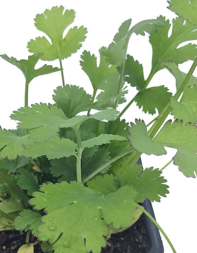 Cilantro