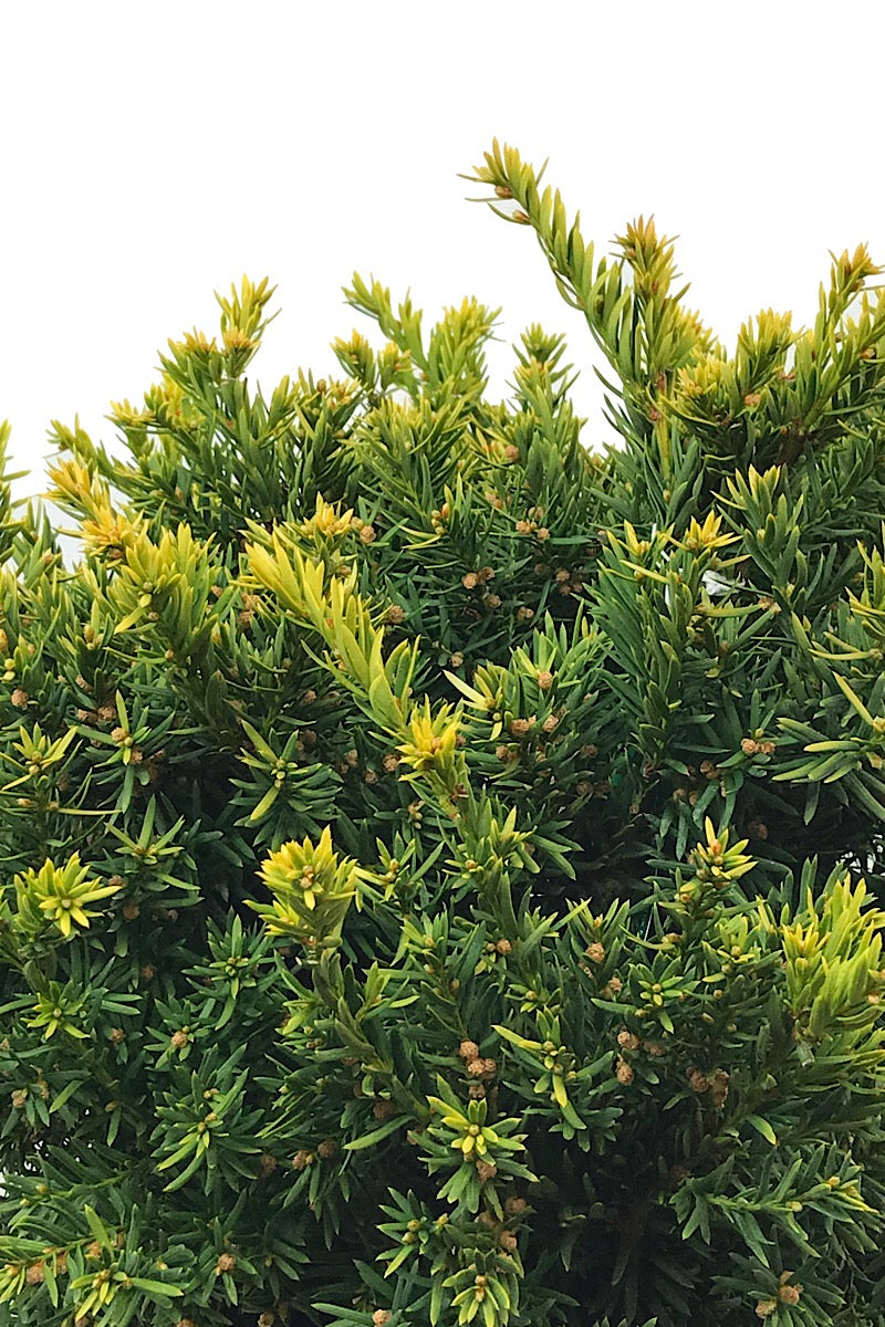 Taxus cuspidata 'Nana Aurescens'  3 gal