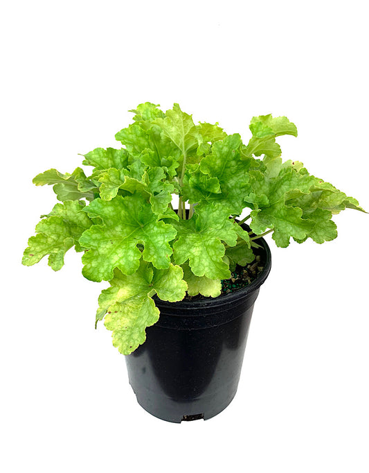 Heuchera 'Lime Ruffles' 1 Gallon