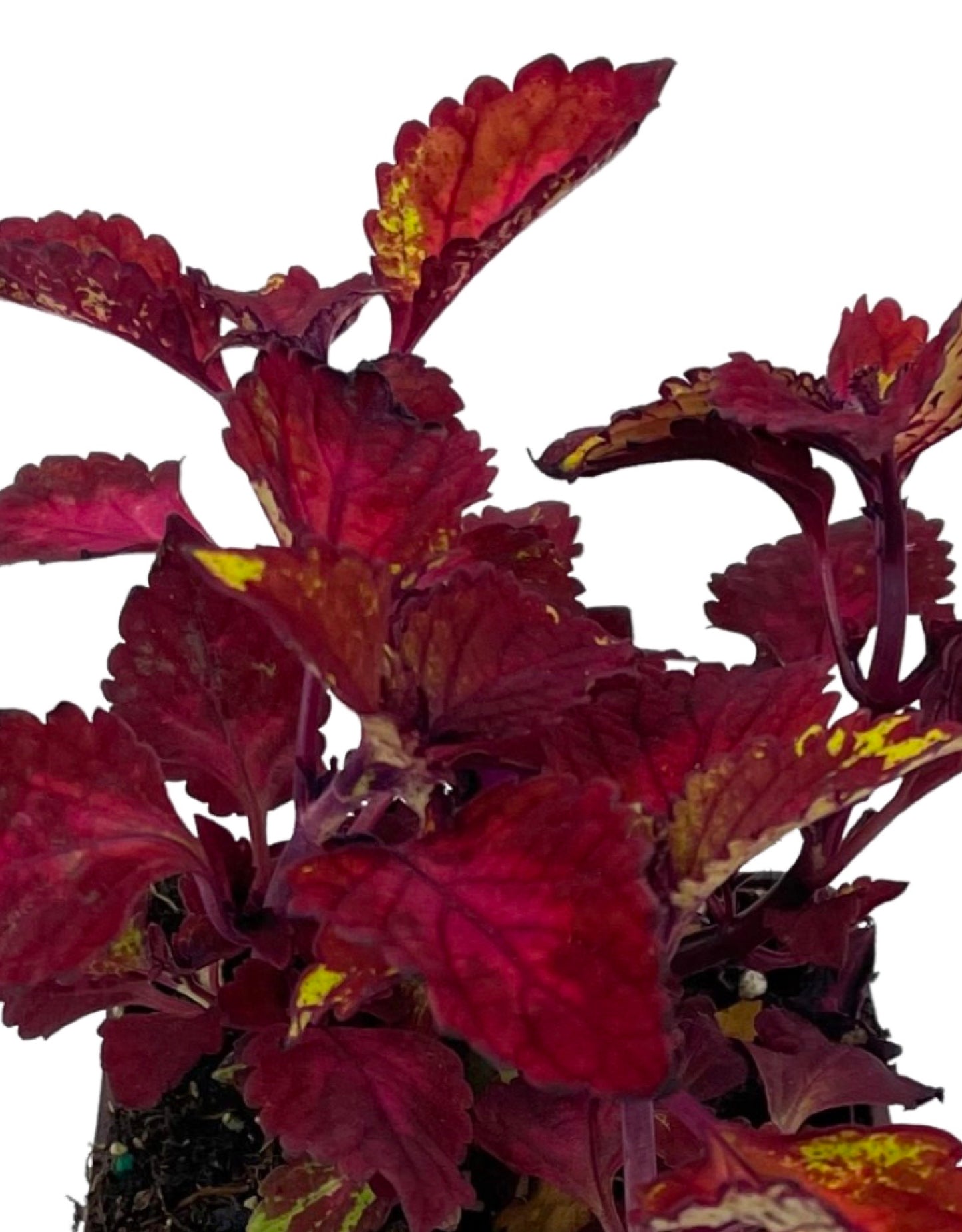 Coleus 'CC Hottie' 4 Inch