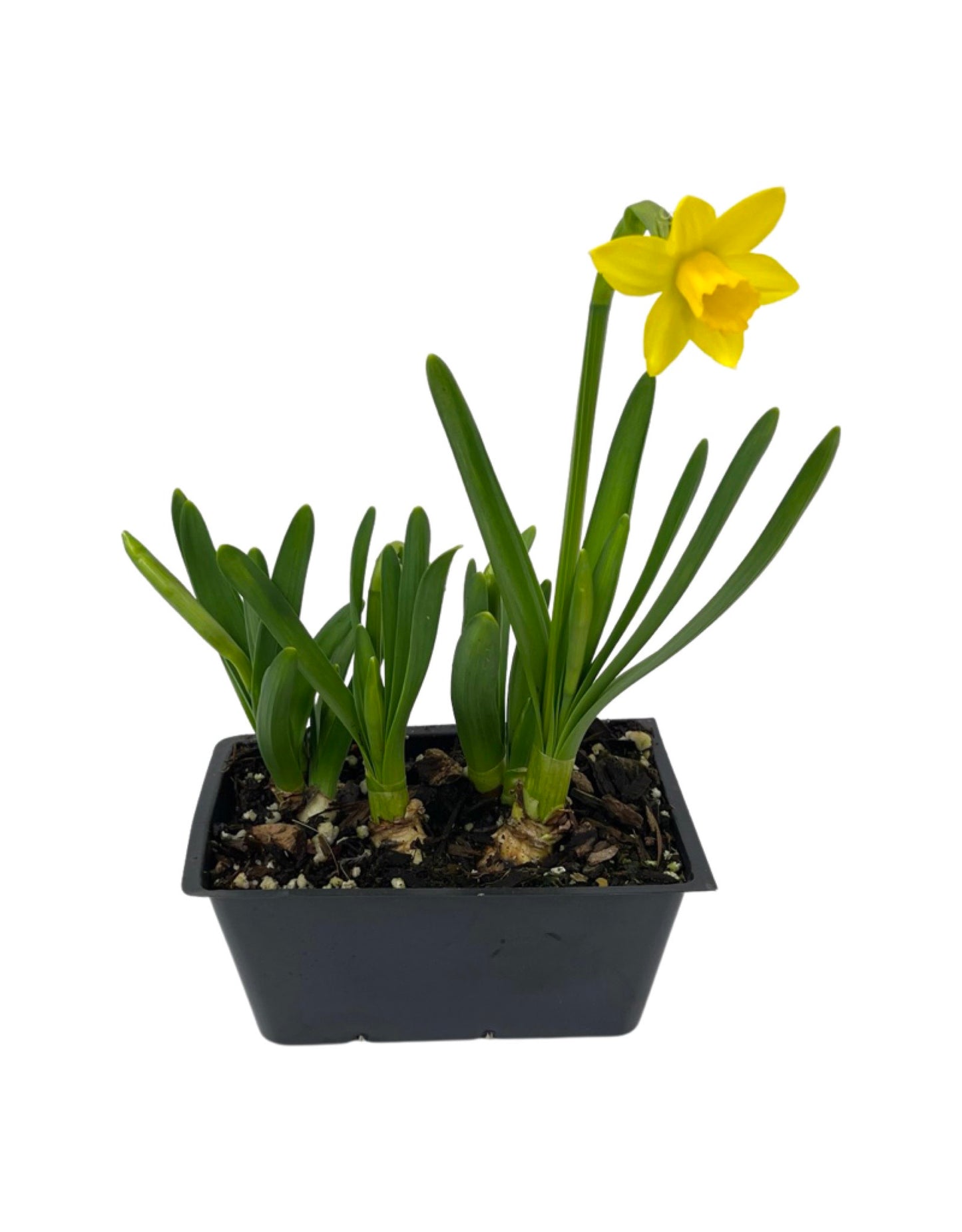 Narcissus 'Tete-a-Tete'