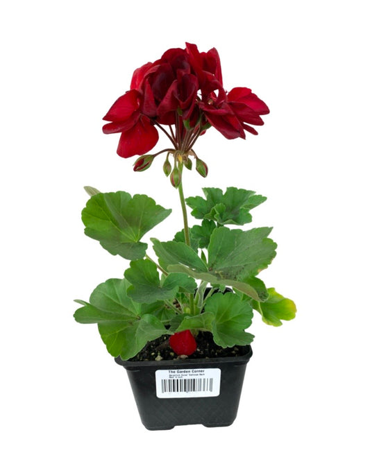 Geranium Zonal 'Calliope Medium Dark Red'