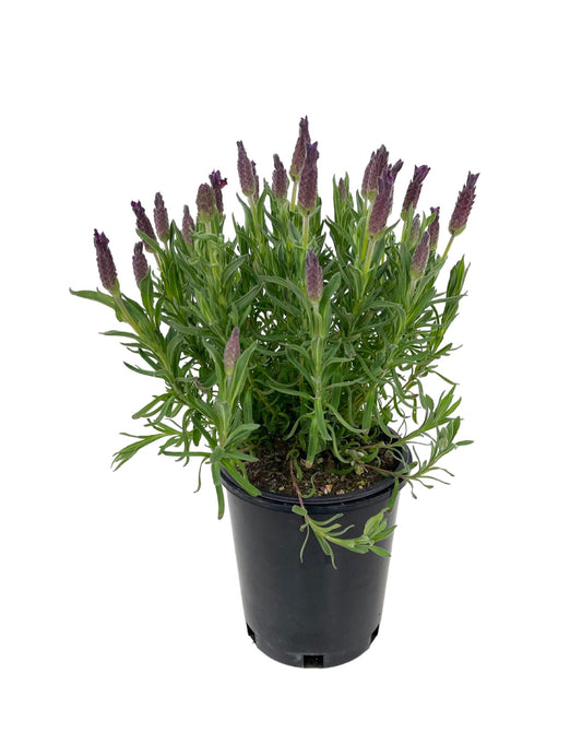 Lavandula stoechas 'LaVela Dark Violet'