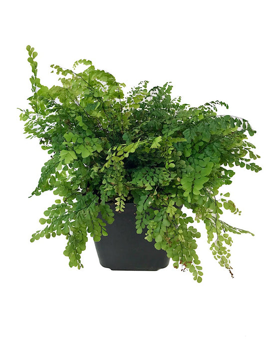 Adiantum venustum  'Himalayan Maidenhair' 1 Gallon