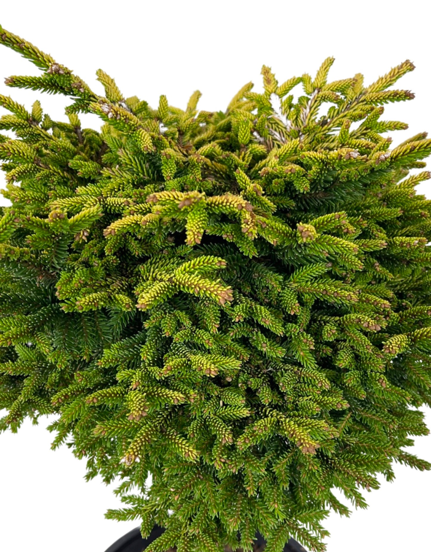 Picea orientalis 'Tom Thumb' 3 Gallon