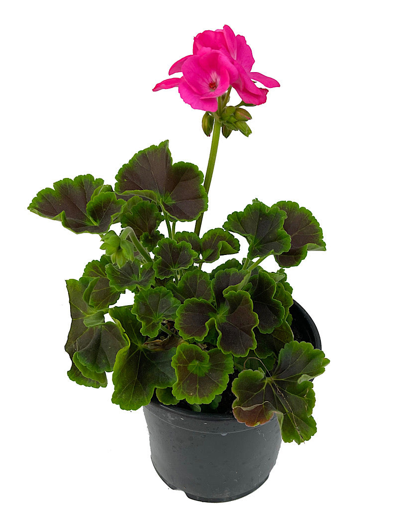 Geranium Fancy Leaf  €˜Chocolate Dragonfruit  5 Inch