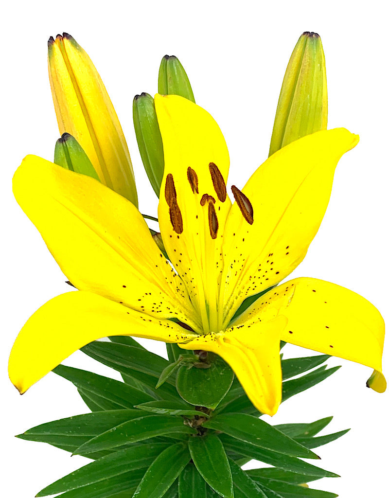 Lilium 'Golden Matrix' Quart