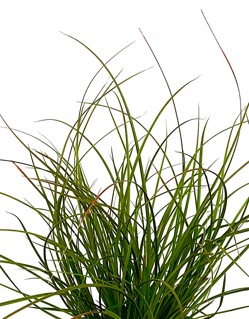 Carex testacea 'Orange Sedge'