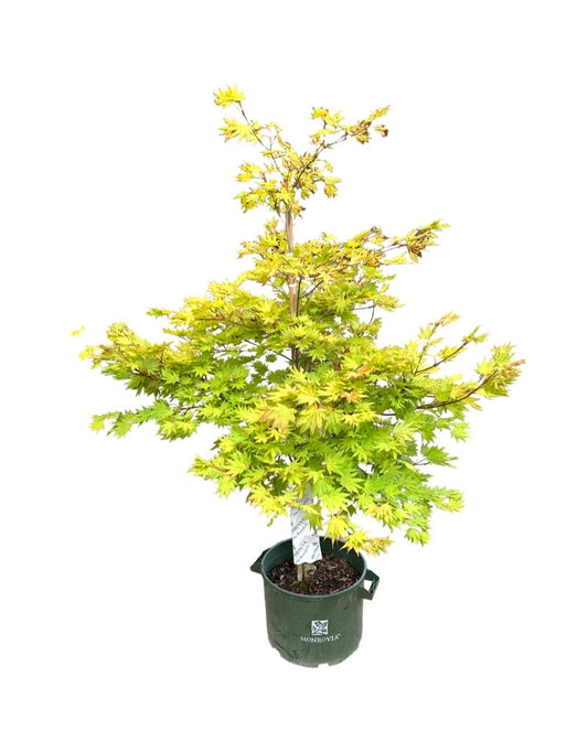 Acer shirasawanum 'Autumn Moon' 10 Gallon