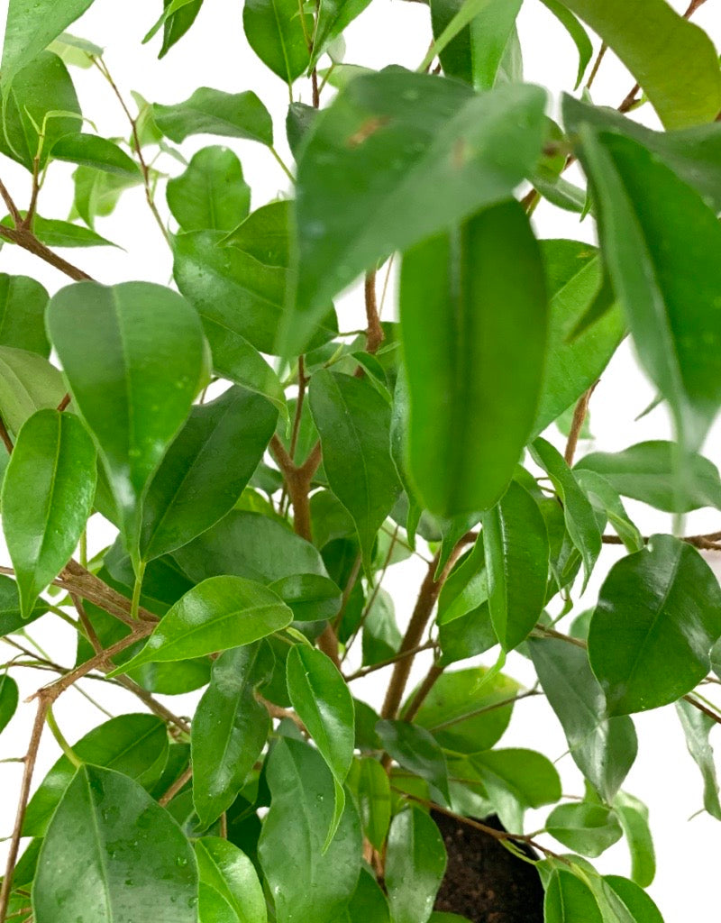 Ficus benjamina 'Evergreen' 6 Inch