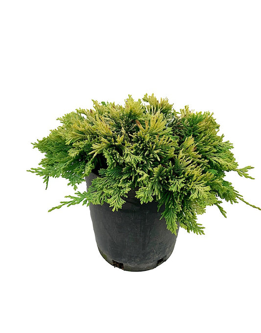 Juniperus horizontalis 'Mother Lode'  1 Gallon