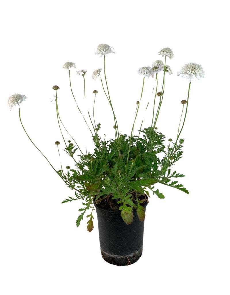 Scabiosa 'Flutter Pure White' 1 Gallon