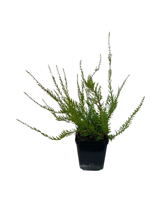 Calluna vulgaris 'Flamingo'  4 Inch