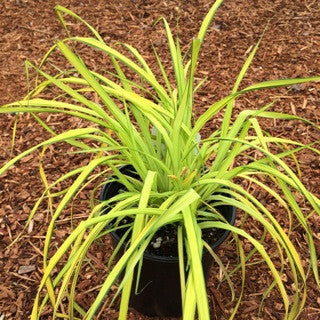 Carex 'Bowles Golden' 1 gal