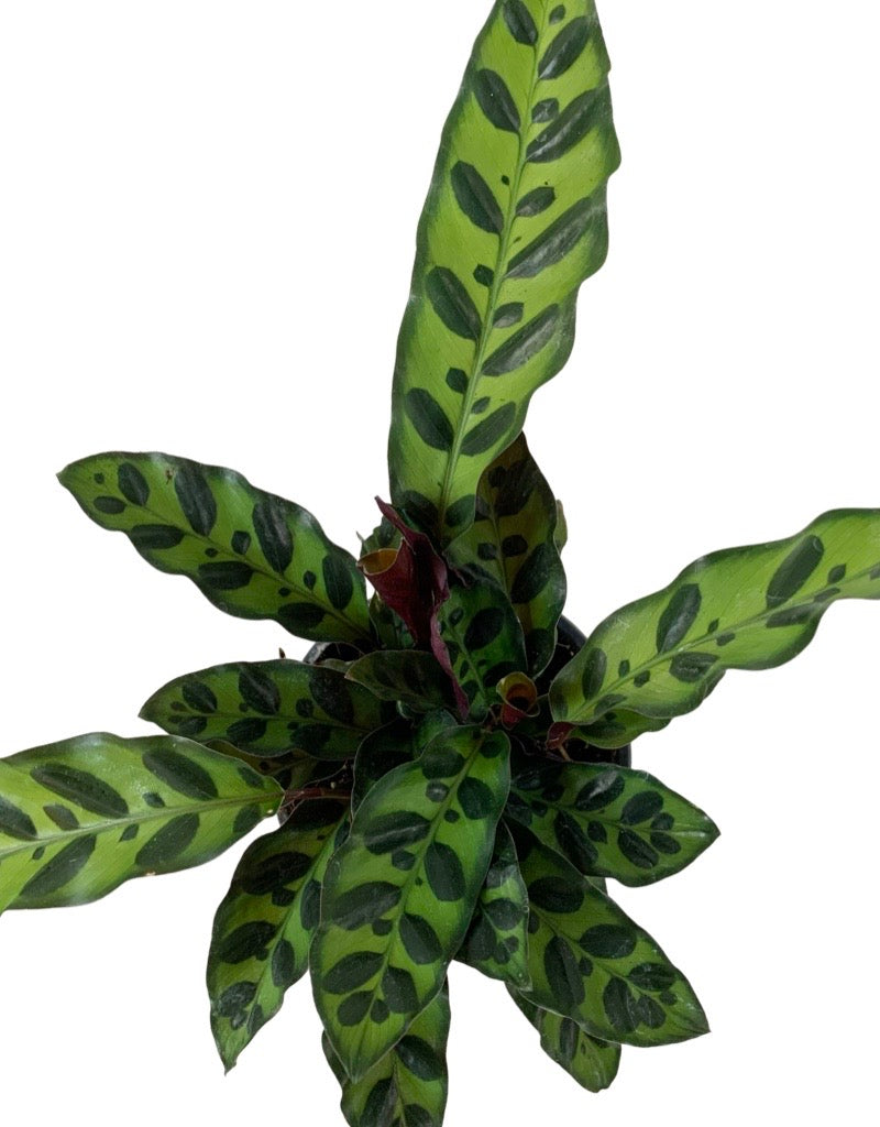 Calathea lancifolia Quart