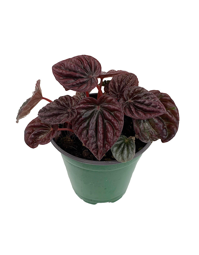 Peperomia  €˜Schumi Red  4 Inch