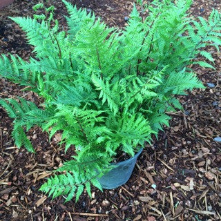 Athyrium felix-femina 'Lady in Red' 1 Gallon