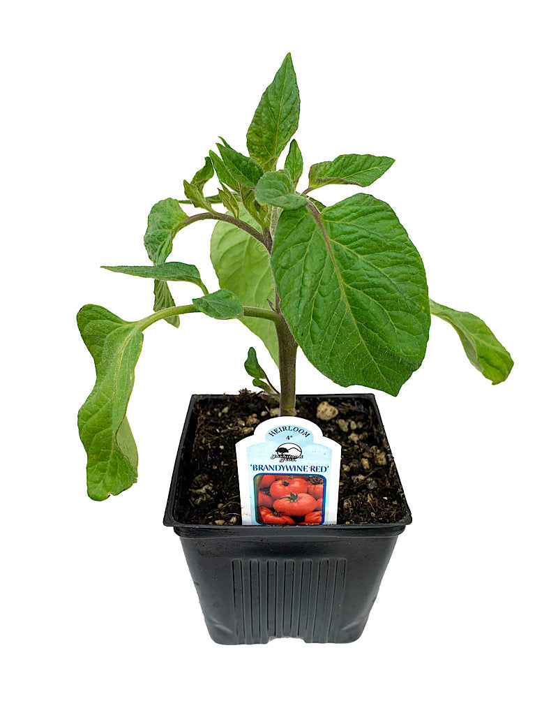 Tomato 'Brandywine Red' 4 Inch