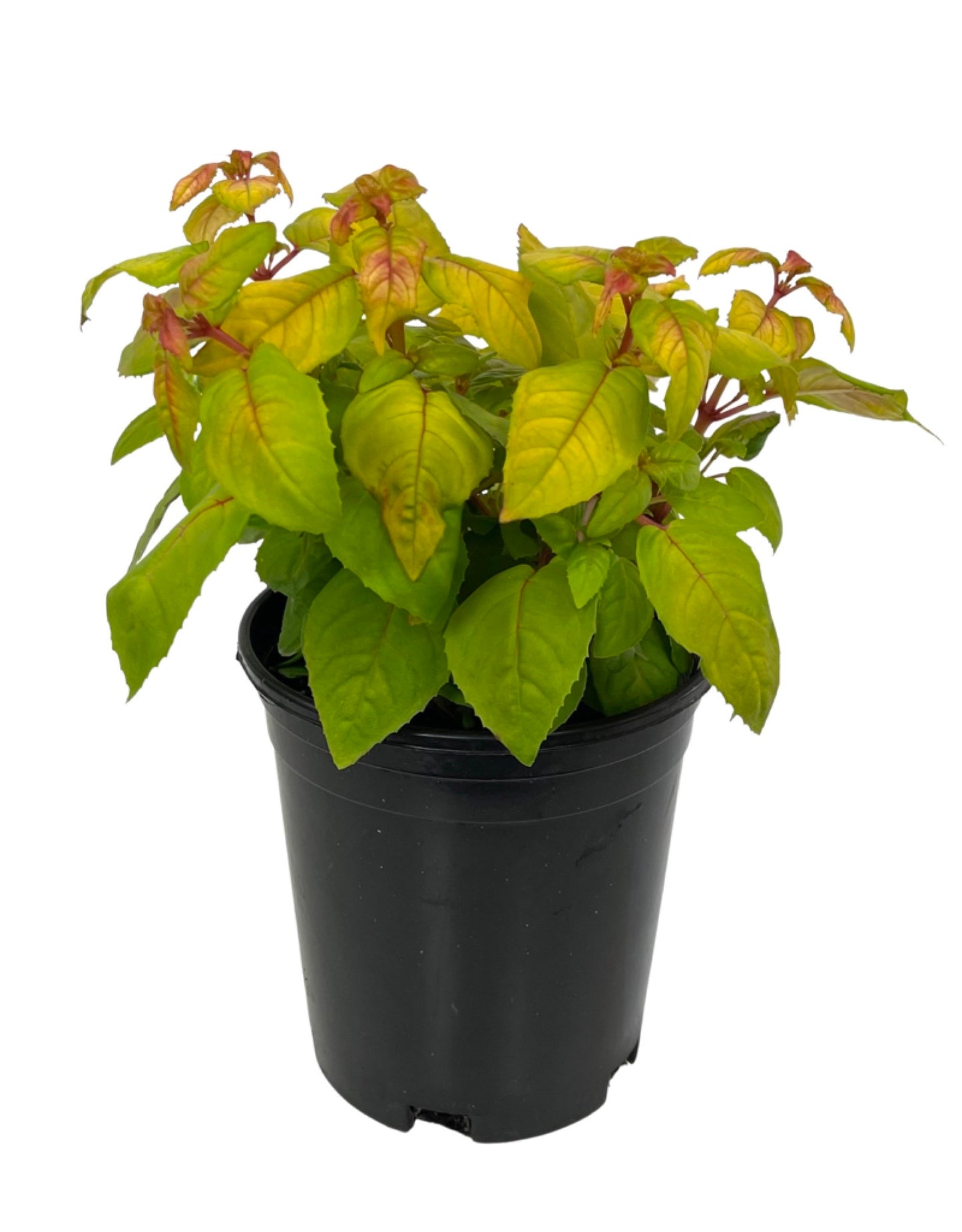 Fuchsia 'Golden Herald' 1 Gallon