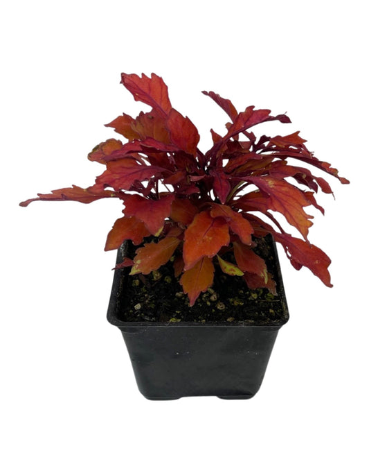 Coleus 'Flame Thrower Habanero' 4 Inch