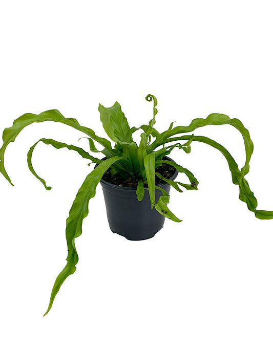 Asplenium antiquum 'Victoria'  Quart