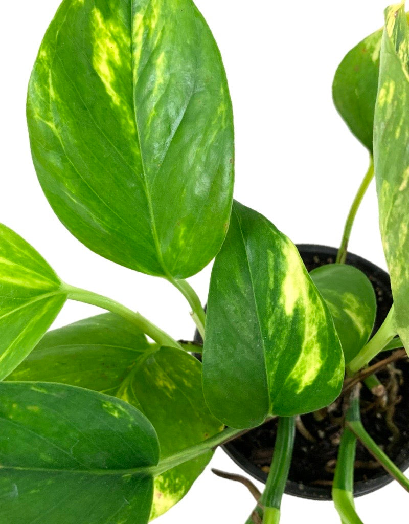 Epipremnum aureum 'Pothos' assorted Quart