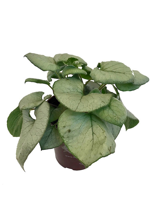 Brunnera macrophylla 'Looking Glass'  1 Gallon