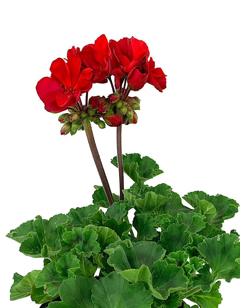 Geranium Zonal 'Presto Dark Red'