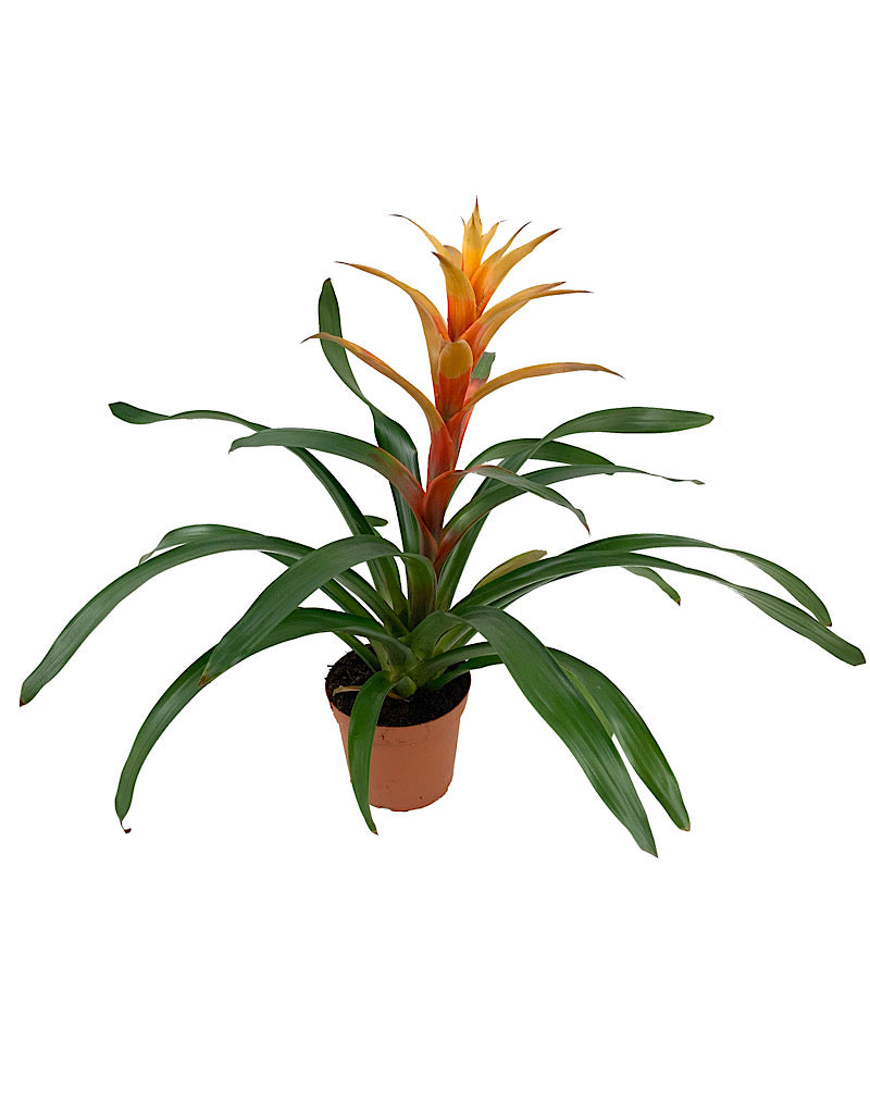 Bromeliaceae guzmania