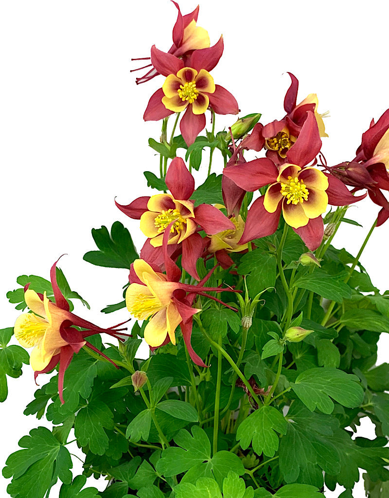 Aquilegia caerulea 'Early Bird Red/Yellow' 1 Gallon