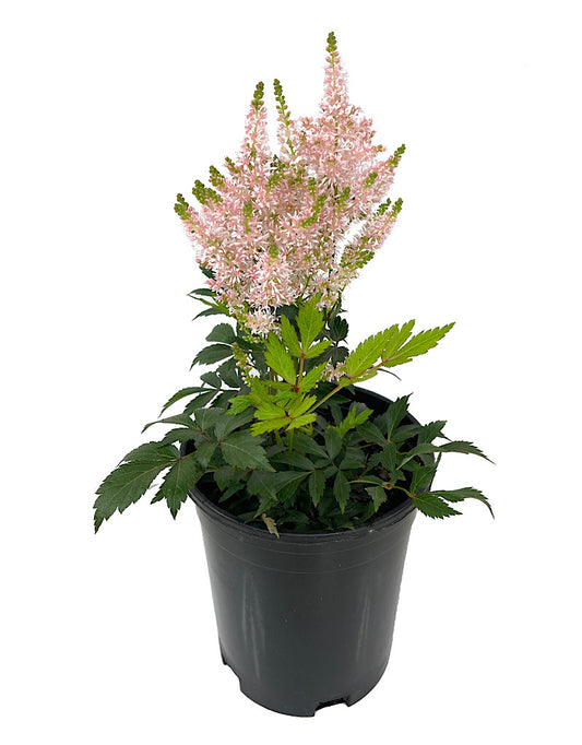 Astilbe 'Younique Salmon' 1 Gallon