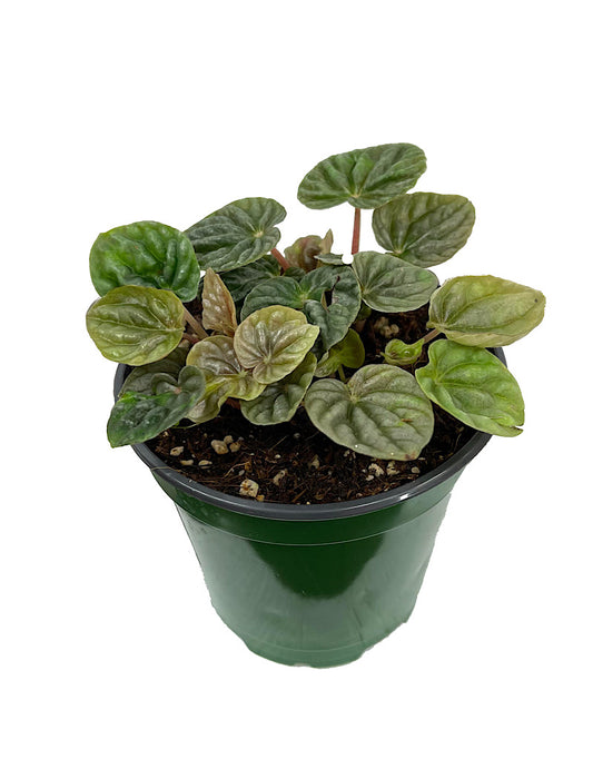 Peperomia caperata 'Luna Grey' 4 Inch