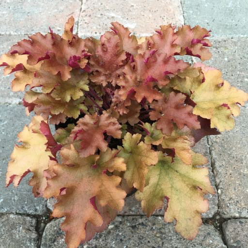 Heuchera 'Marmalade'