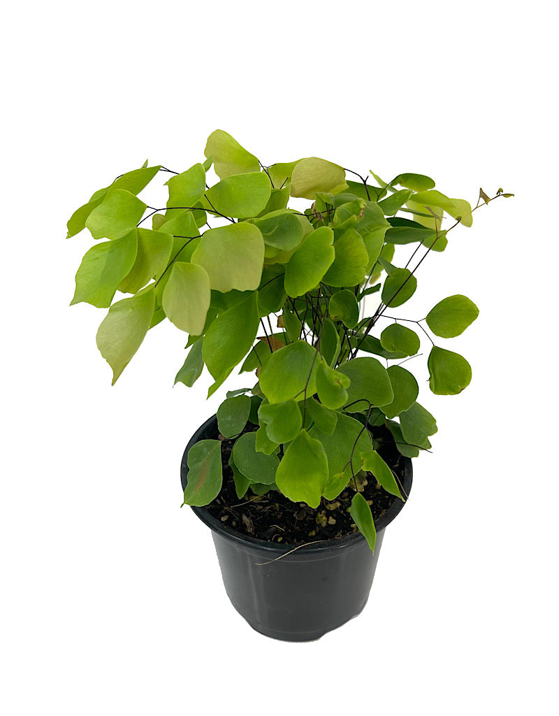 Adiantum peruvianum Quart