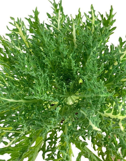 Kale 'Peacock White'