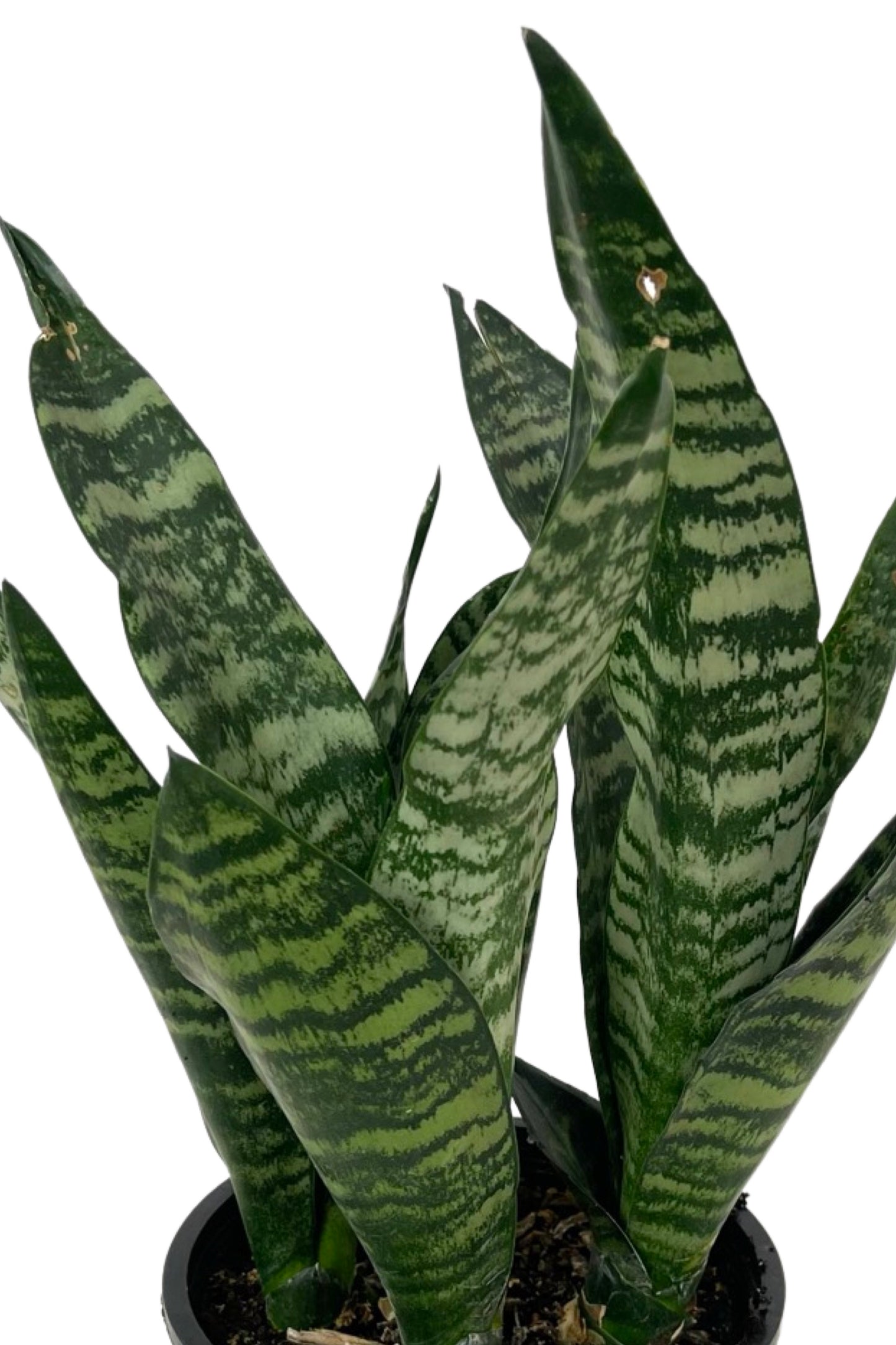 Sansevieria trifasciata 'Superba Robusta' 1 Gallon