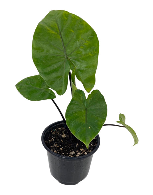 Alocasia 'Dark Star' Quart