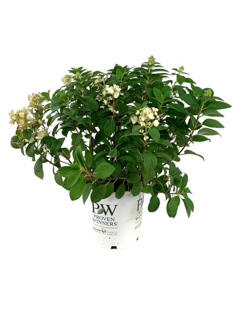 Hydrangea paniculata 'Little Quick Fire' 3 Gallon