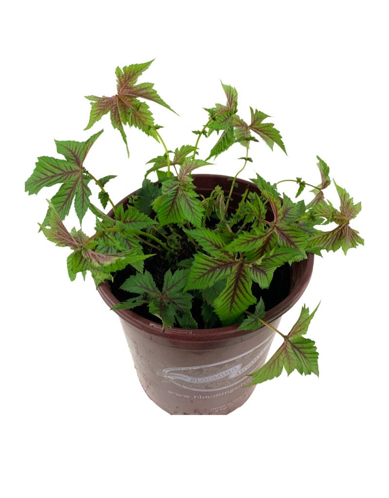 Filipendula Red Umbrellas