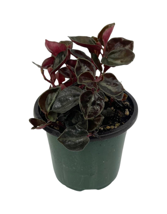 Peperomia 'Metallica' Quart