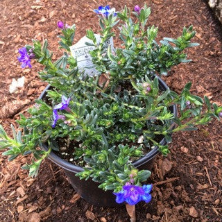 Lithodora diffusa 'Heavenly Blue' 1 Gallon