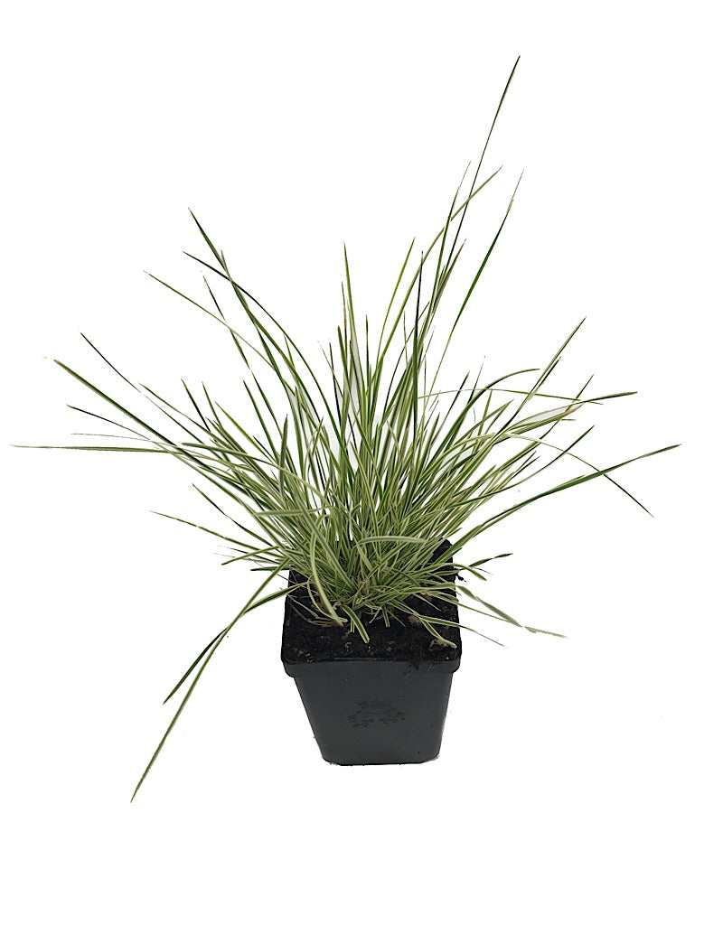 Deschampsia c. 'Northern Lights' - 4 inch