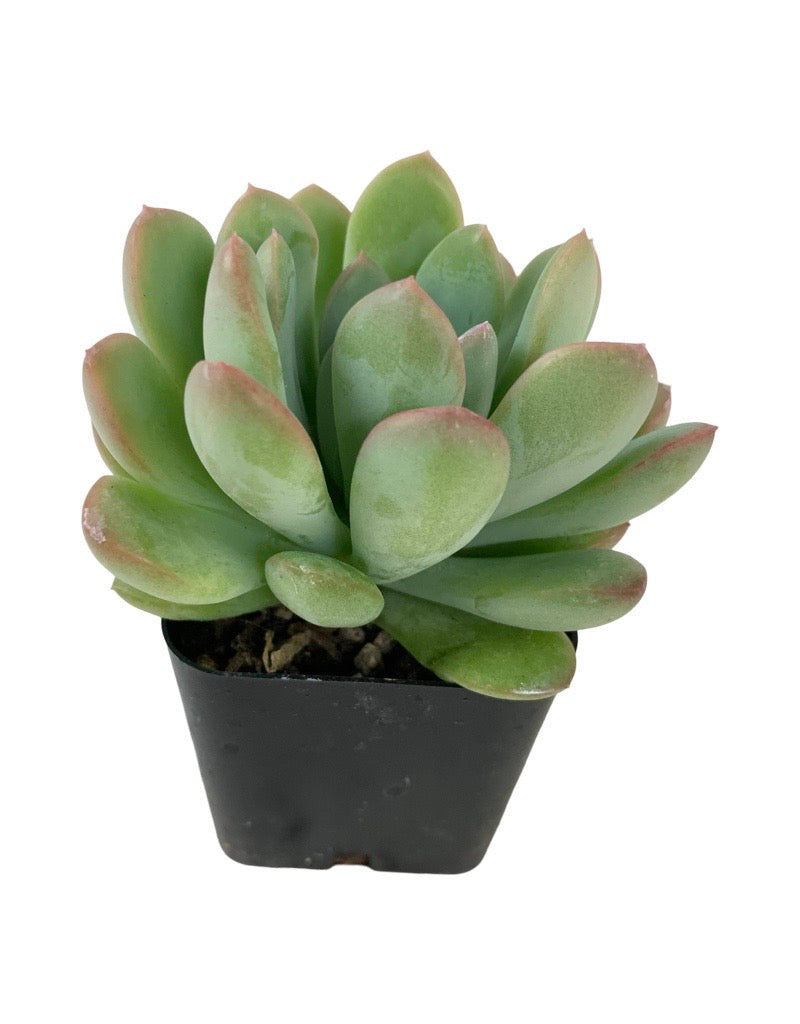 Echeveria scheideckeri 'Jeweled Crown'