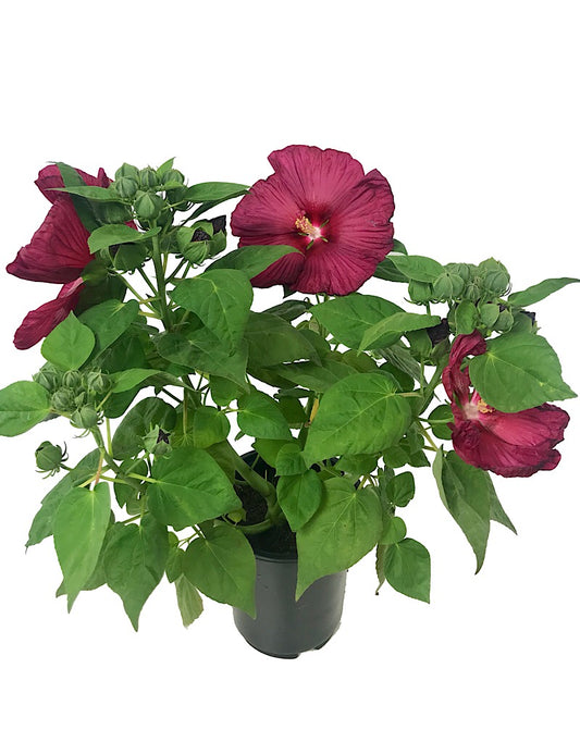 Hibiscus  'Luna Red' 1 Gallon